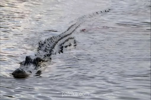 Sheopur Crocodile Attack