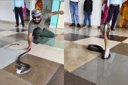 Shivpuri Cobra Rescue