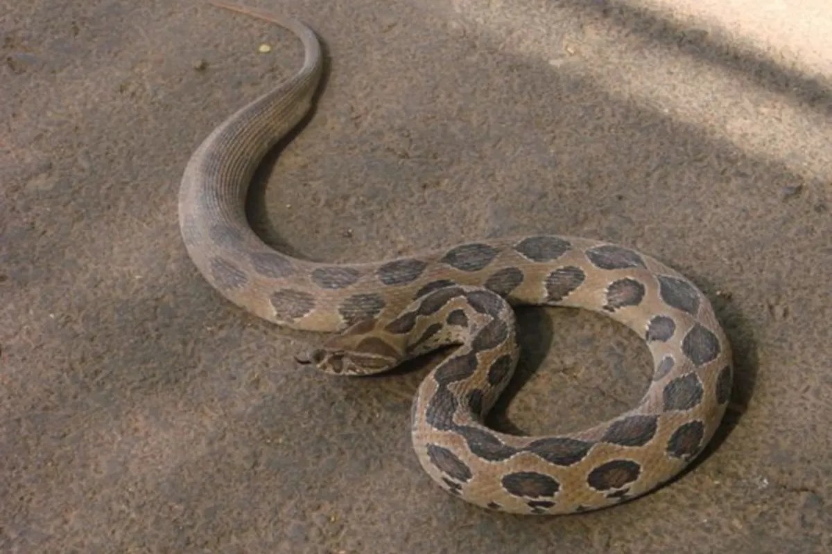 Snake bite case