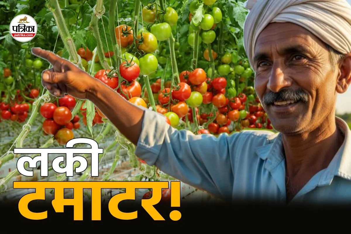 Tomato Farming Changed Farmers Fortune