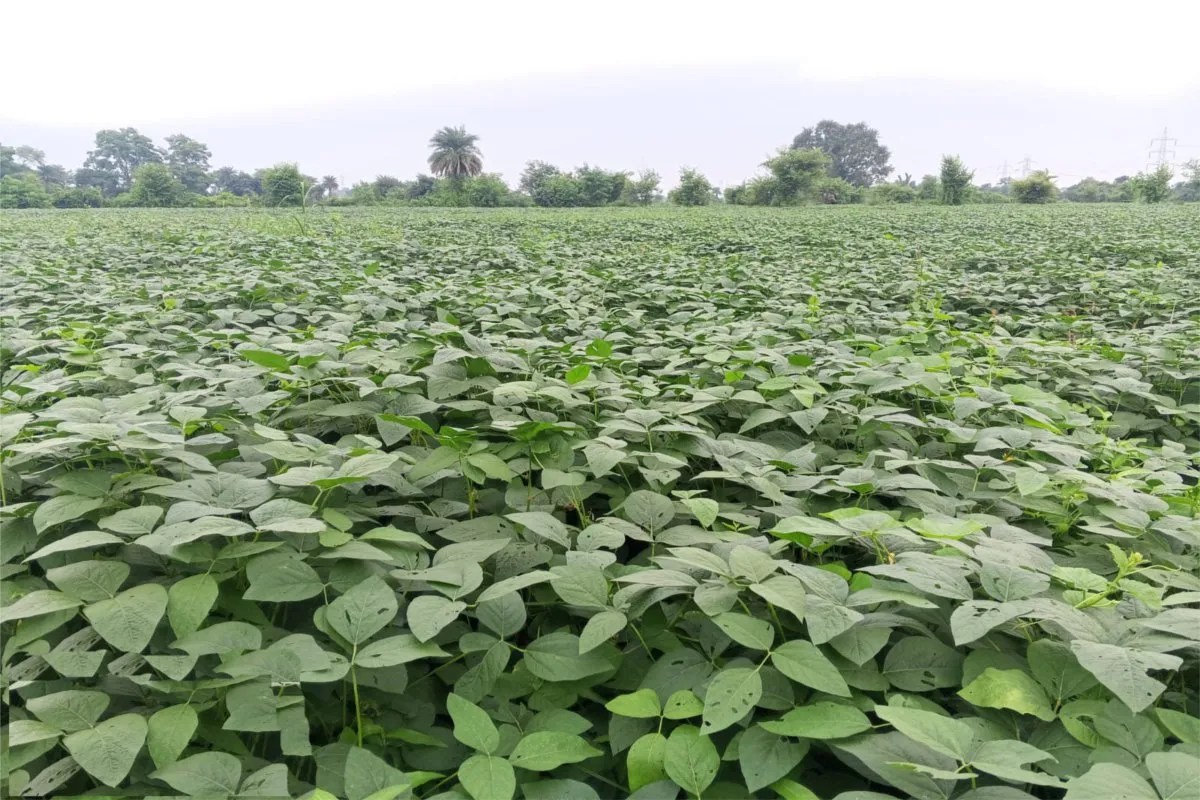 Situation of pod failure in soybean crops in Bina: plants have grown four to five feet tall, but no pods are appearing