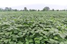 Situation of pod failure in soybean crops in Bina: plants have grown four to five feet tall, but no pods are appearing
