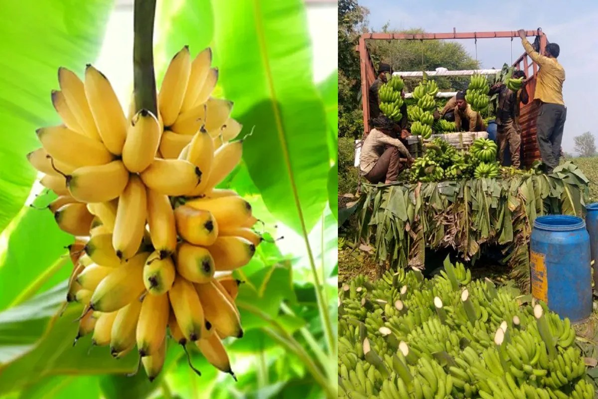 Banana Price