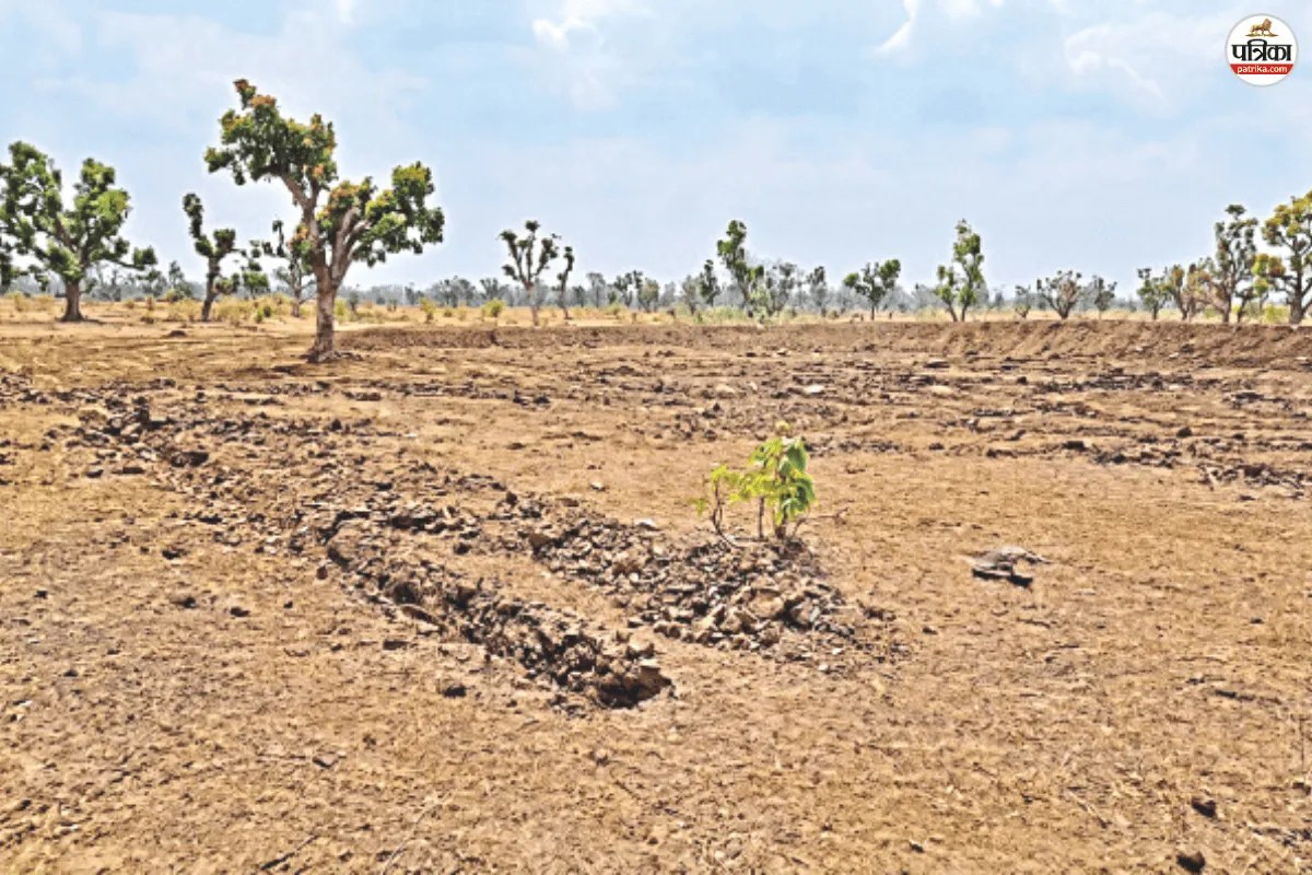 baran forest division scam