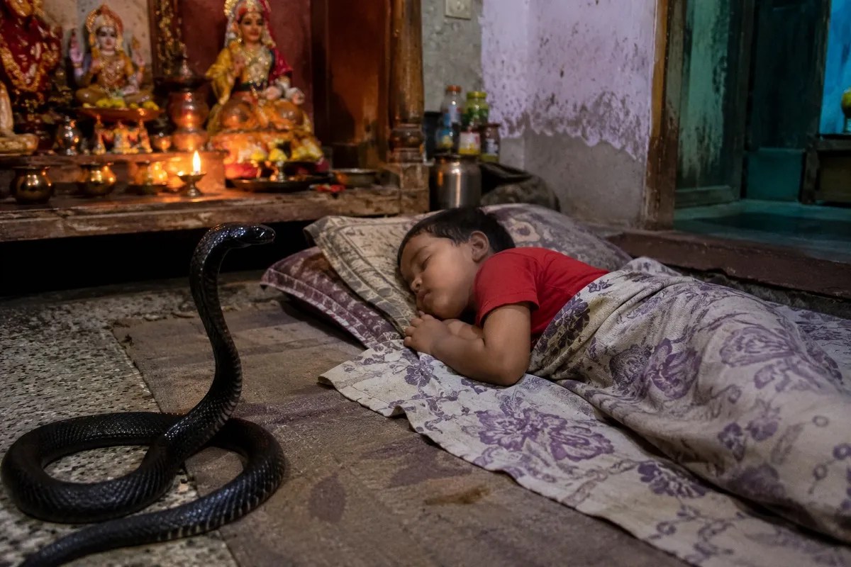 Chhattisgarh Snake Bite