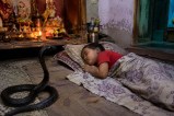Chhattisgarh Snake Bite