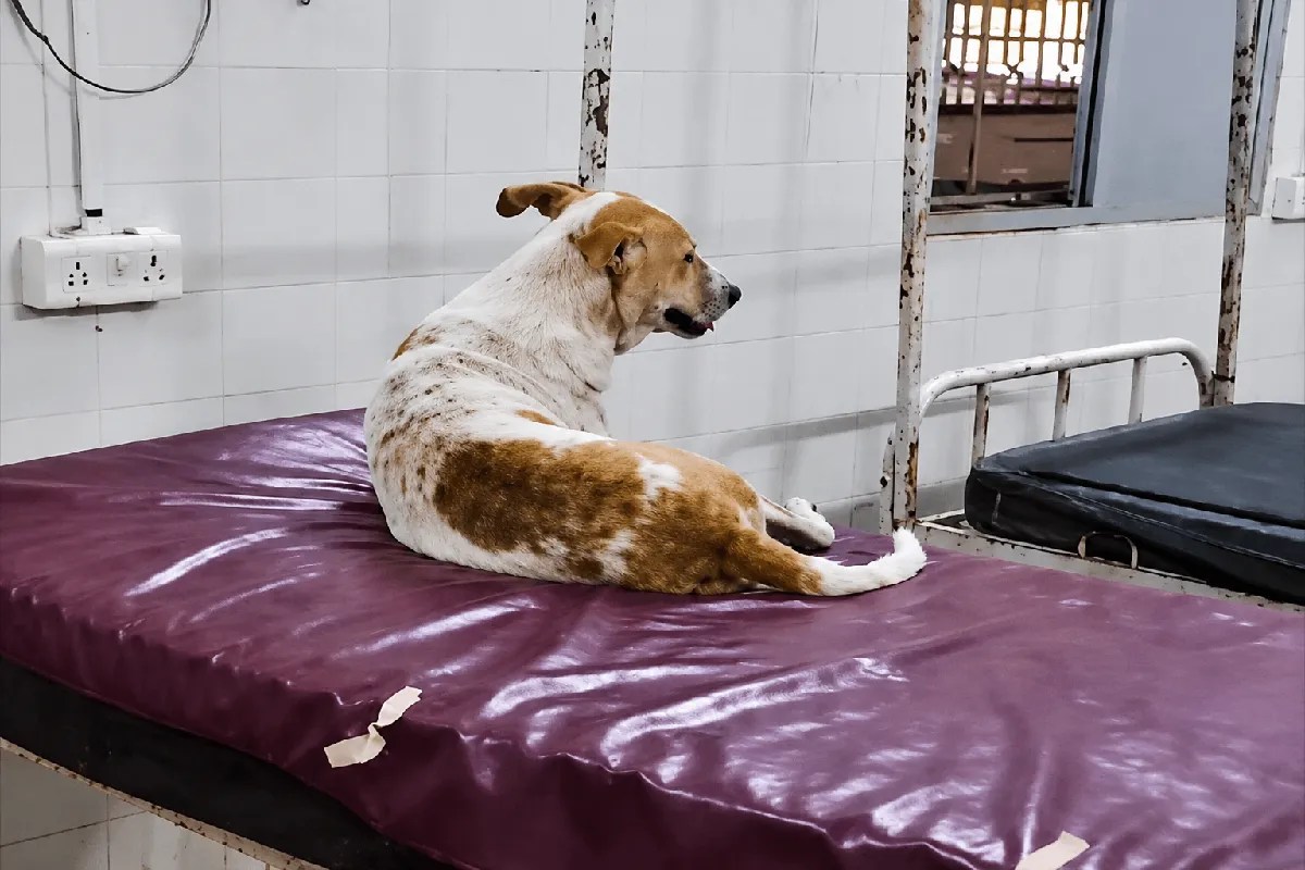 government hospital children ward dog video chhatarpur news