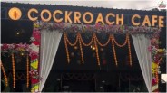 cockroach cafe