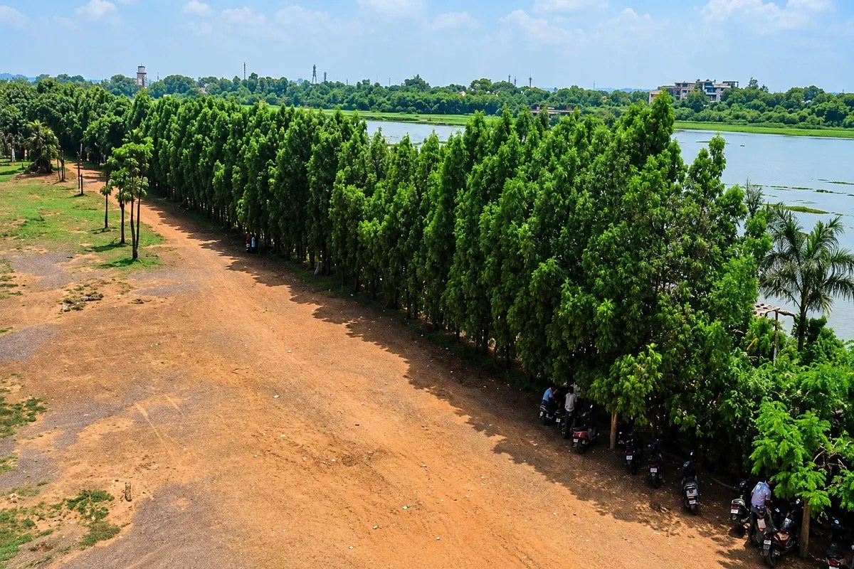 Conocarpus Tree Ban
