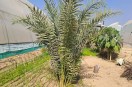 Sri Ganganagar: A date palm sapling planted in a farmer's field