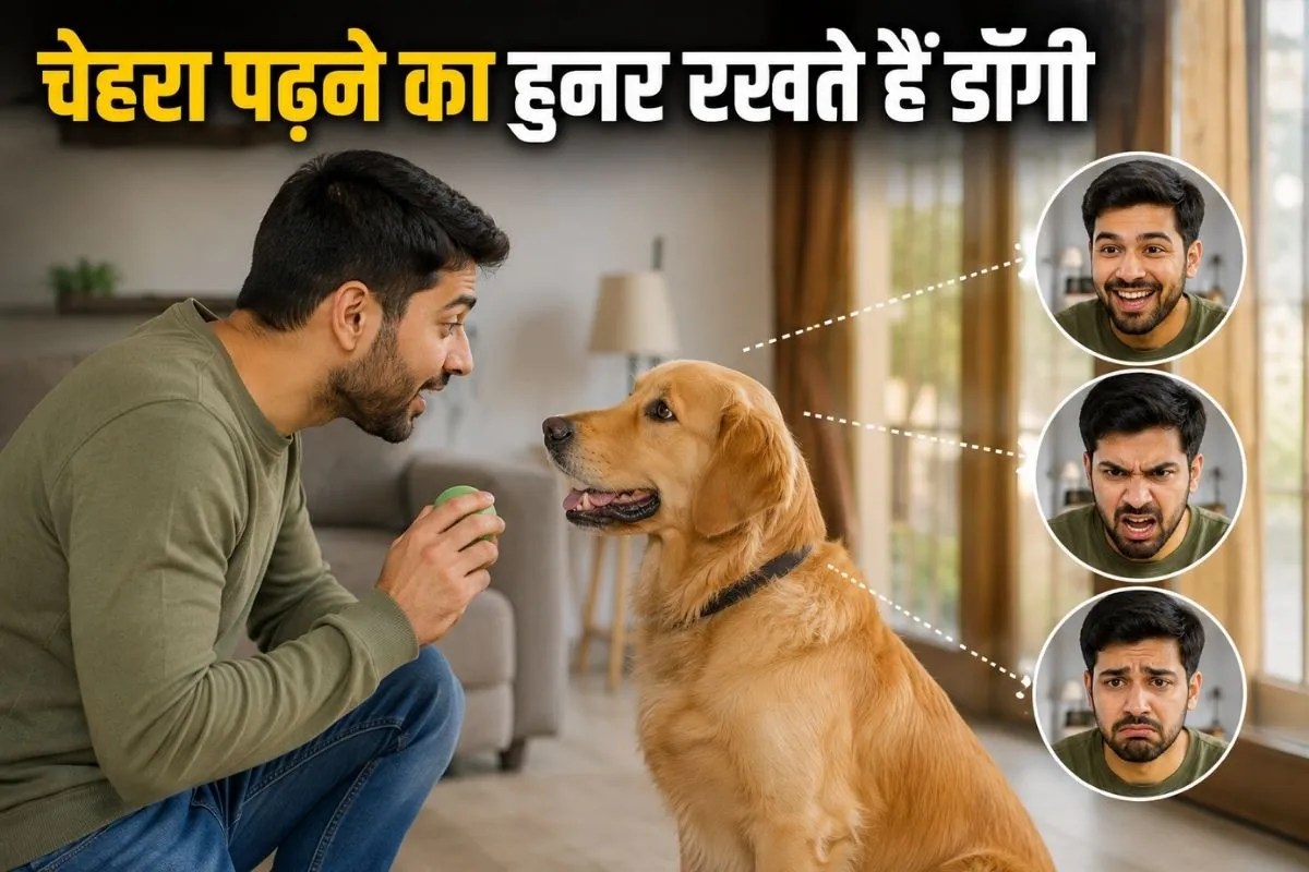 dog can read fear