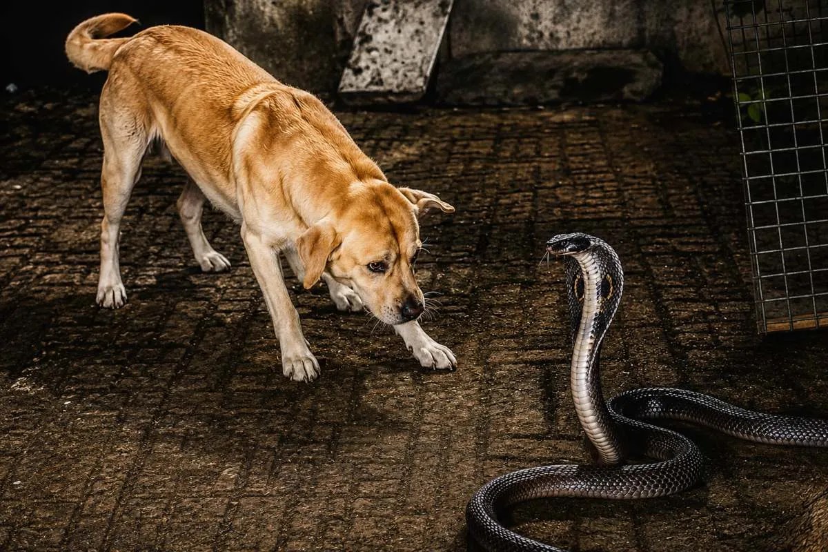 ballia dog vs cobra fight tommy sacrifices life viral video