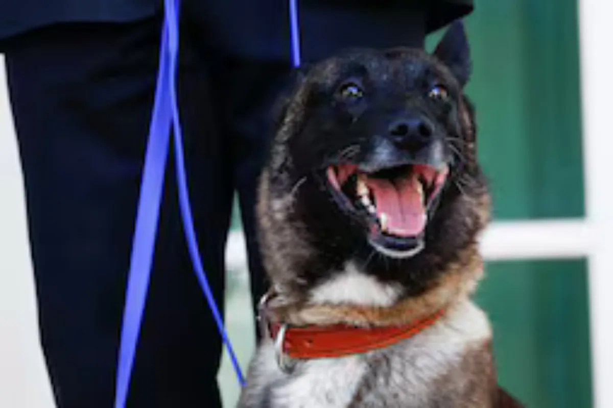 Stop Pretending Your Dog Understands Your Emotions They Just Want Your Cheese