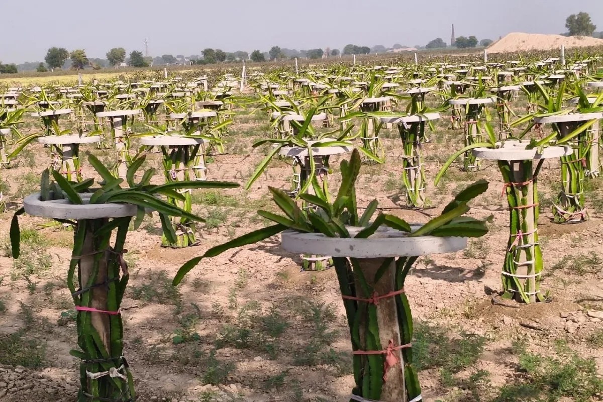 Dragon fruit plantation in a field in the Sri Vijaynagar tehsil area. A farmer has taken up dragon fruit cultivation as an alternative to traditional crops in the desert region.