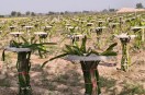 Dragon fruit plantation in a field in the Sri Vijaynagar tehsil area. A farmer has taken up dragon fruit cultivation as an alternative to traditional crops in the desert region.