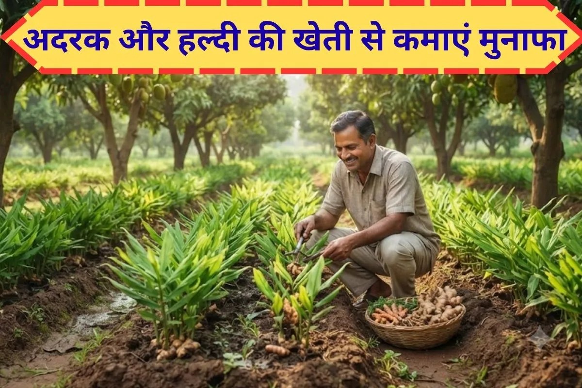 ginger and turmeric cultivation