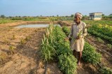 grow crops in low rainfall