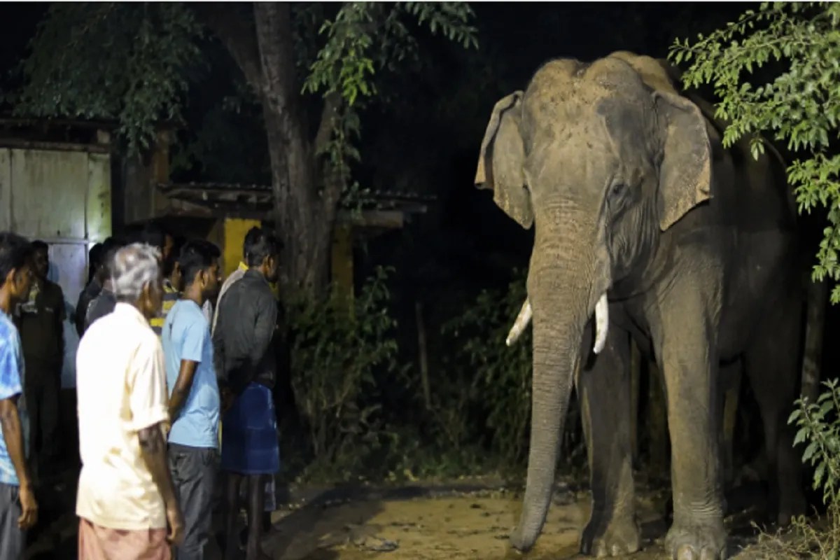 Elephant attack
