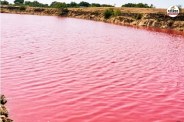 jodhpur tanwada mysterious pond water color turns pink scientists surprised