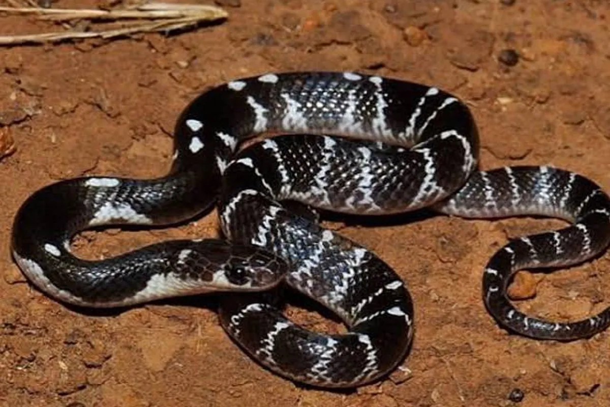 Farmer died due to snake bite