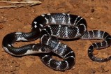 Woman died due to snake bite