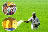 Fertilizer Shortage In MP