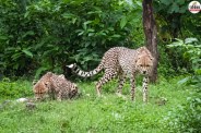 kuno 2 fierce cheetahs enter rajasthan