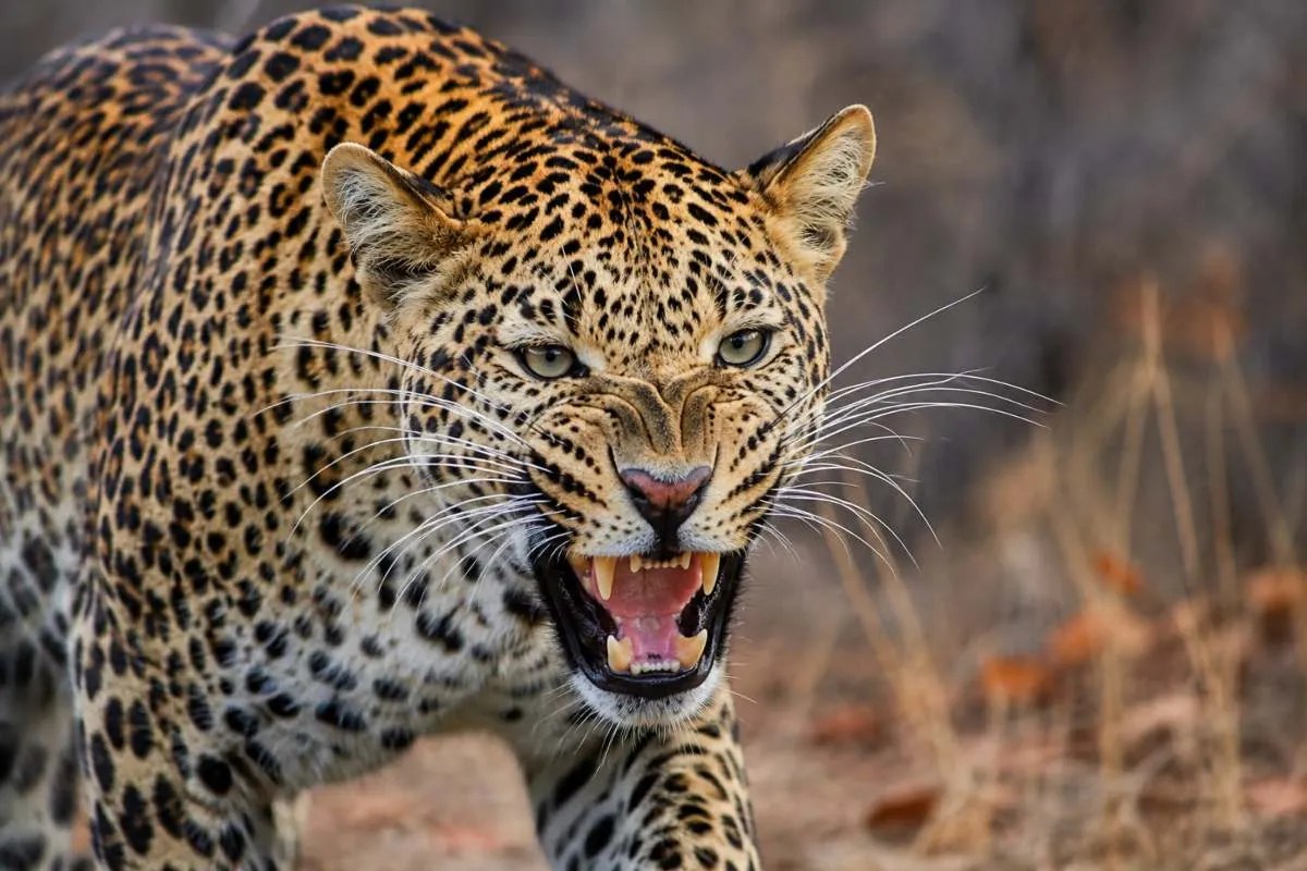 bijnor leopard attack father saves son what he say