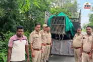 maneater leopard caged in moradabad