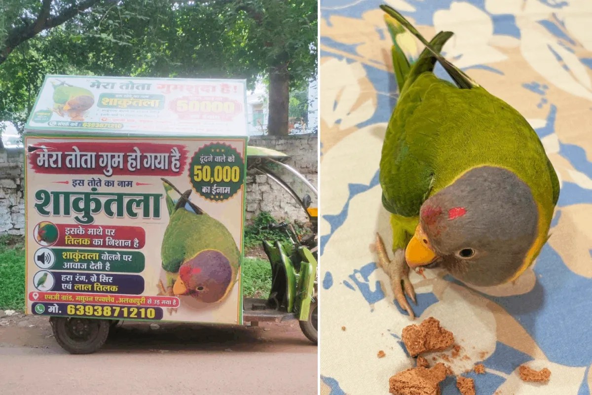 MP News: 50 हजार के इनाम से लेकर यूट्यूब देखने वाले तोते तक… एमपी के चार अनोखे मामले | Gwalior Missing Pet Parrot Rs 50000 Reward Family Search
