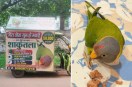 Gwalior Missing Parrot