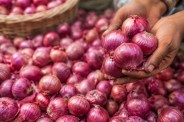 Onion Price Today
