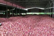 Onions