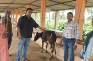 पशुपालकों को दी गई गाय फोटो सोर्स सूचना विभाग
