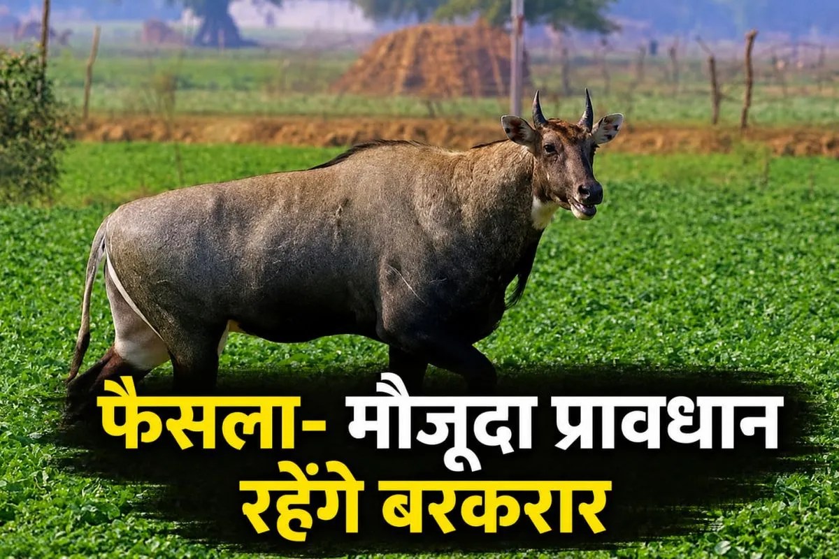 rajasthan nilgai law