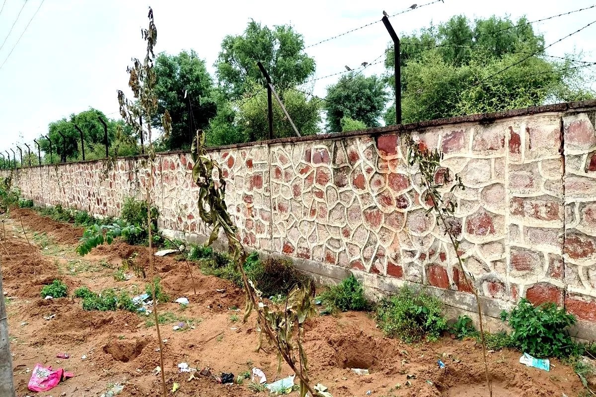 हाउसिंग बोर्ड की ओर से बालवा रोड पर लगाए गए जले हुए पौधे