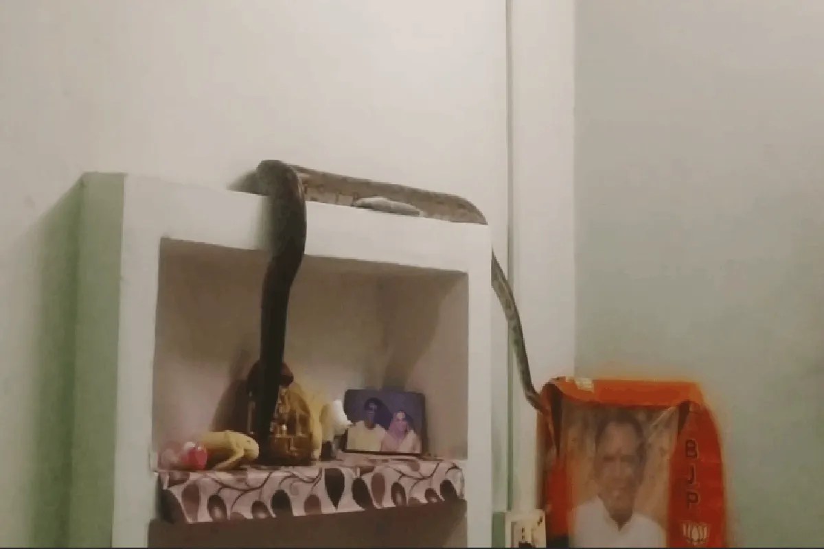 python enters bedroom instagram help datia snake news