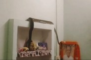 python enters bedroom instagram help datia snake news
