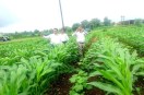 ratlam news patrika advice to farmers