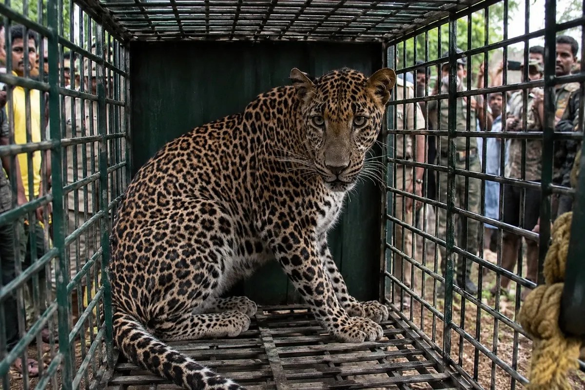 Leopard rescue operation