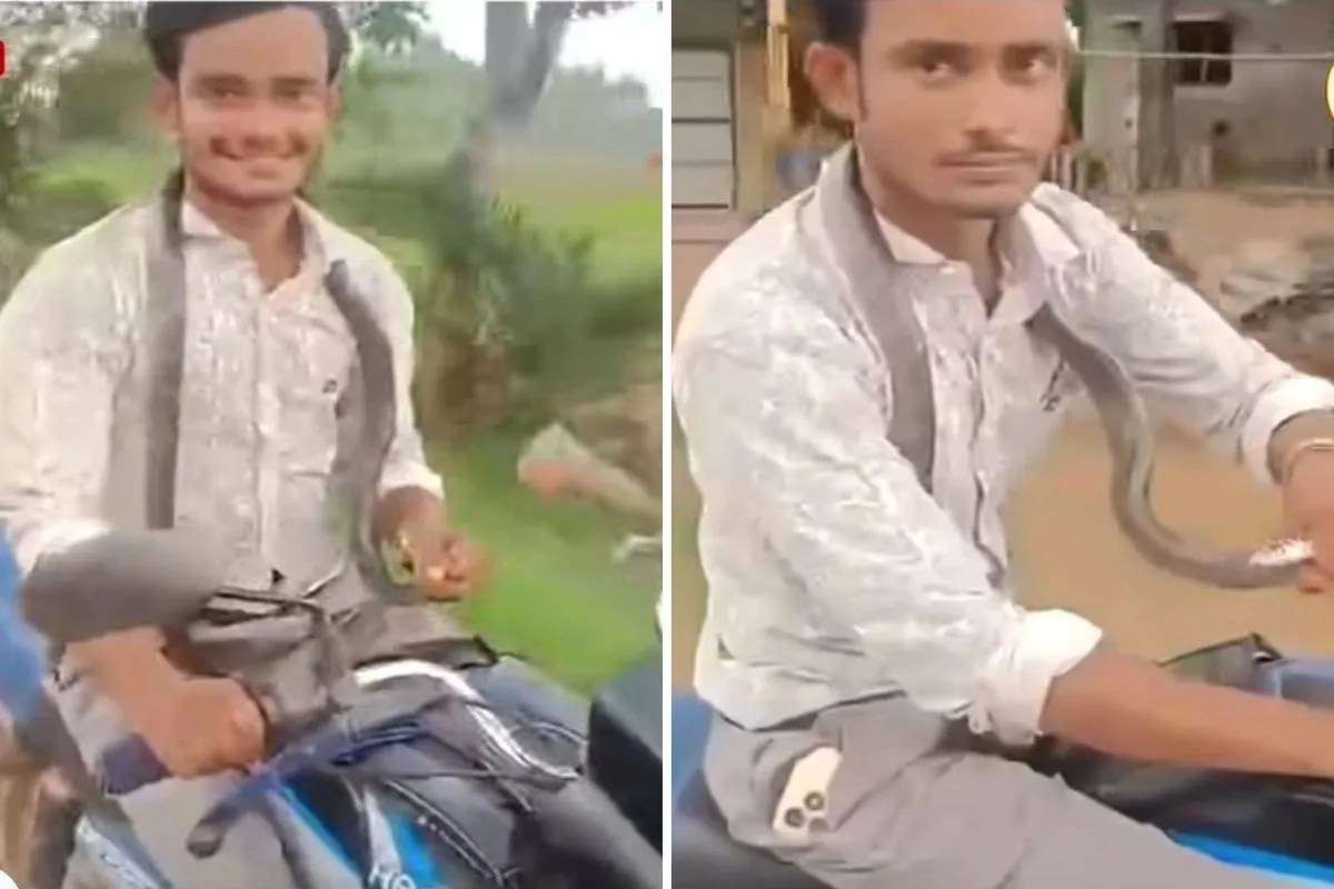 Kanker Snake Bite