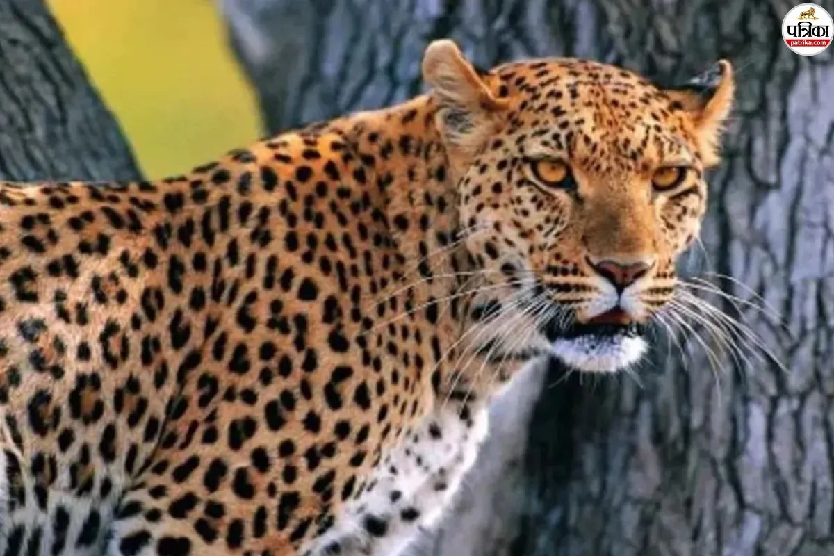 sawai madhopur panther kills child