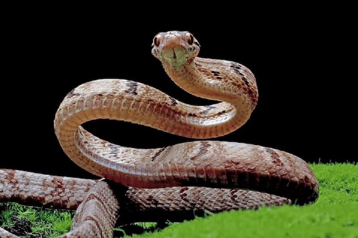 snake bite incident family mourning