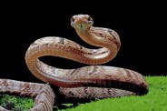 snake bite incident family mourning