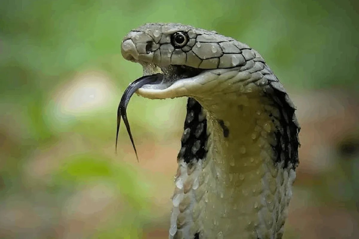 snake bite prevention sarplok 54 card game