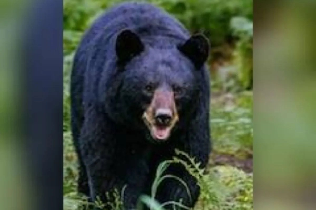 Kanker Bear Shifting