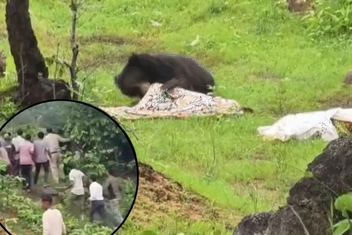 Kanker Bear Attack