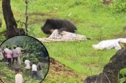 Kanker Bear Attack