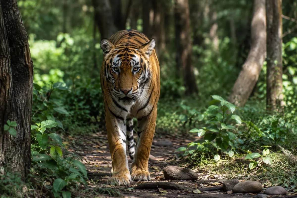 tiger