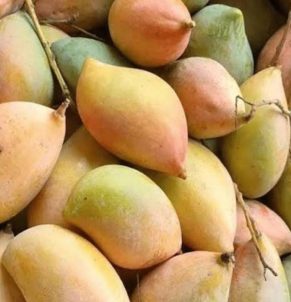 तोतापुरी आम